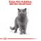 Royal Canin British Shorthair Gravy - kieszeń dla brytyjskich kotów krótkowłosych w soku