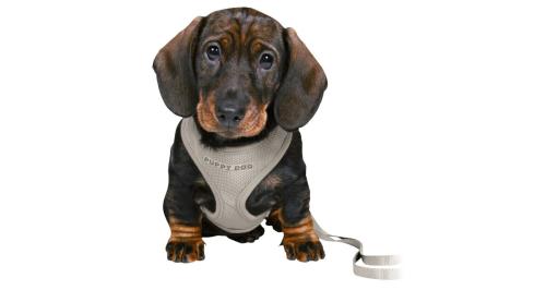 Kamizelka Trixie i smycz dla szczeniąt - szara